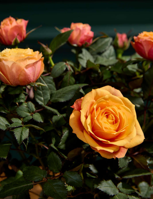 Rose & Florentines Gift - Chocolate Gifts Heaven