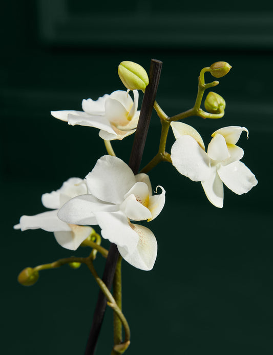 White Orchid with Blondie S'Mores Fudge