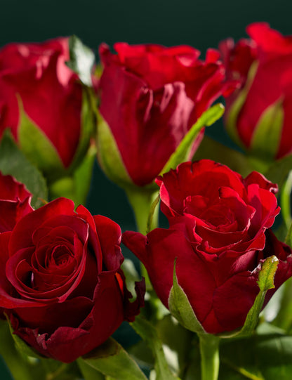 Dozen Red Rose Bouquet, Delacourt Brut Champagne & Chocolate Bundle (The Truffle Collection (Marc de Champagne))