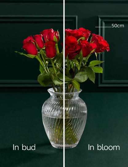 Dozen Red Rose Bouquet, Delacourt Brut Champagne & Chocolate Bundle (The Truffle Collection (Marc de Champagne))