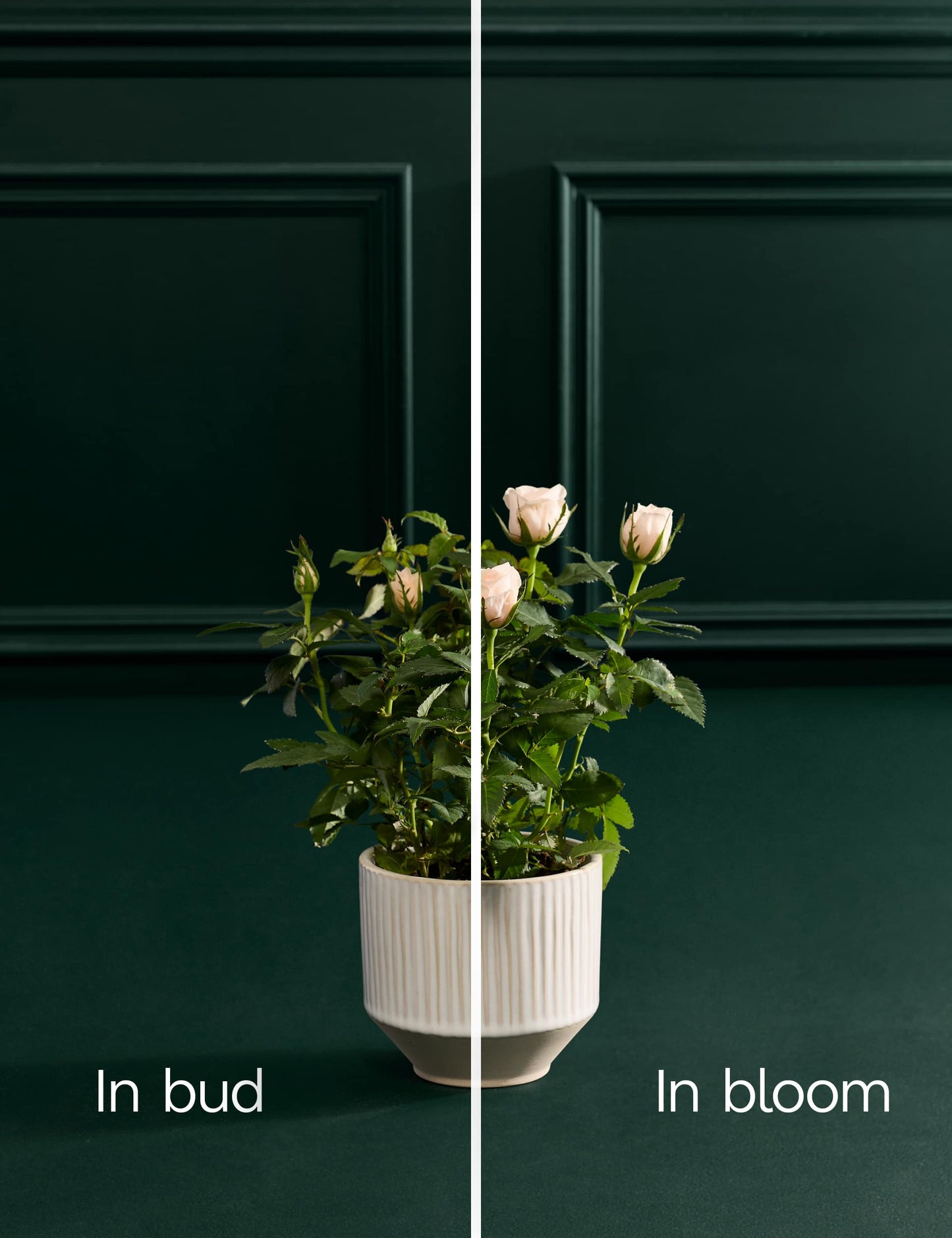 Luxury Rose in Ceramic Pot with Vintage Champagne & Truffles