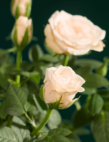 Luxury Rose in Ceramic Pot with Vintage Champagne & Truffles
