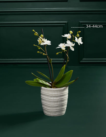 Miniature White Orchid with Marc de Champagne Truffles