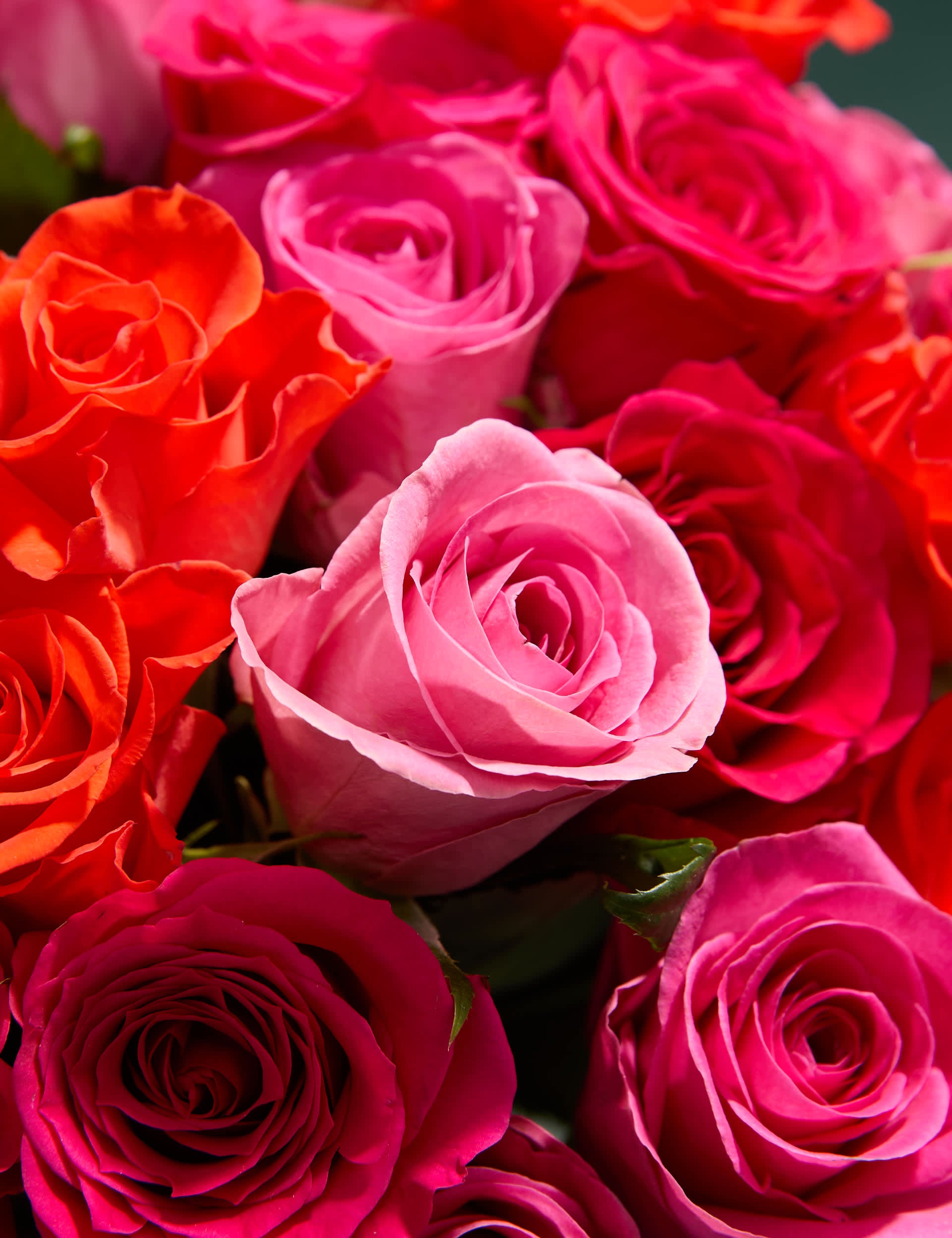 Radiant Rose Abundance with Chocolate Florentines - Chocolate Gifts Heaven