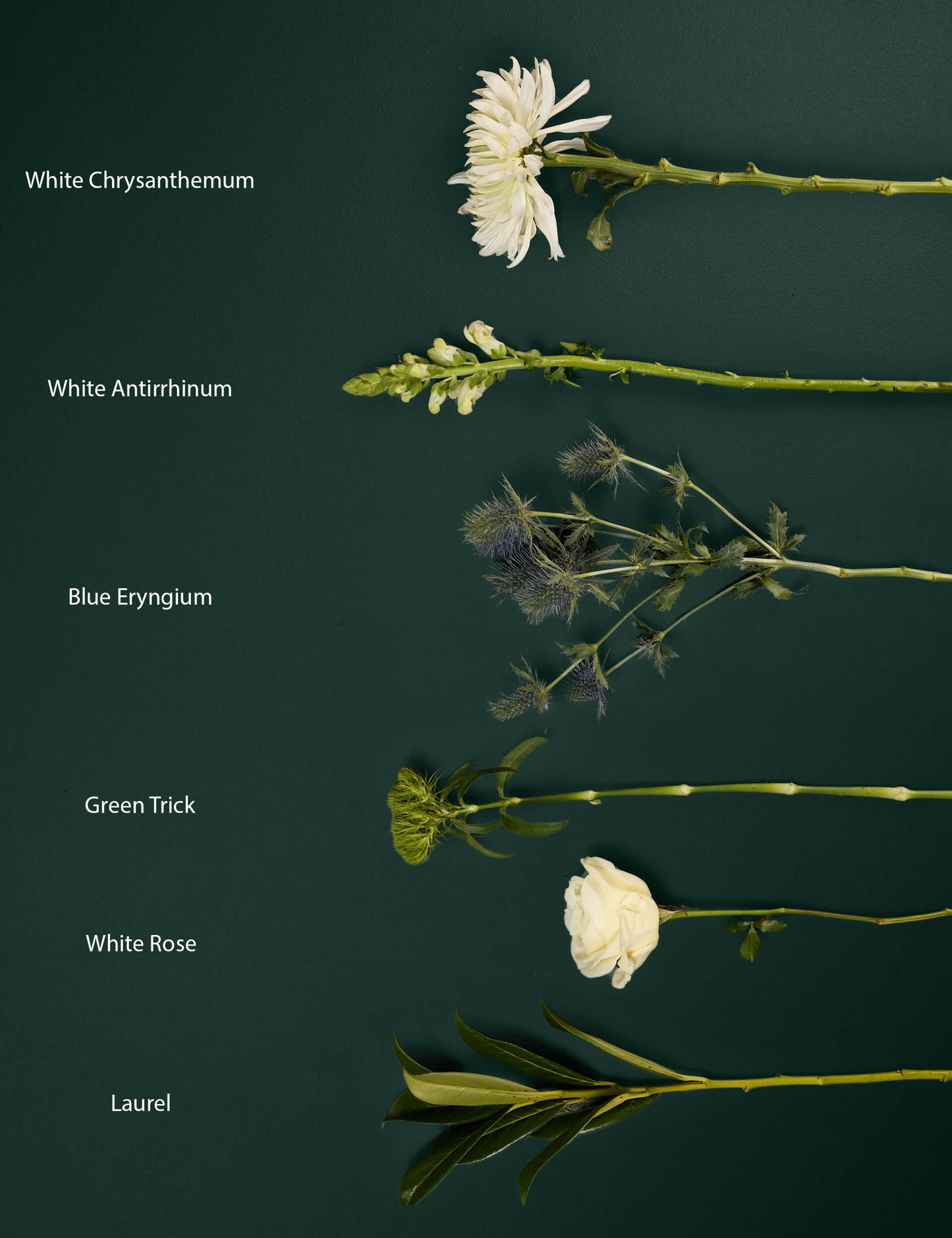 Rose & Thistle Bouquet with Chocolate Florentines - Chocolate Gifts Heaven