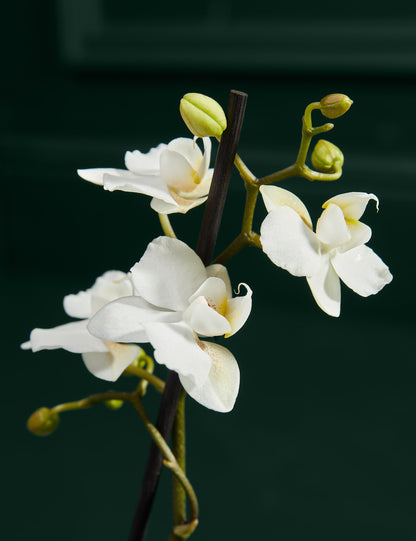 White Orchid with Blondie S'Mores Fudge