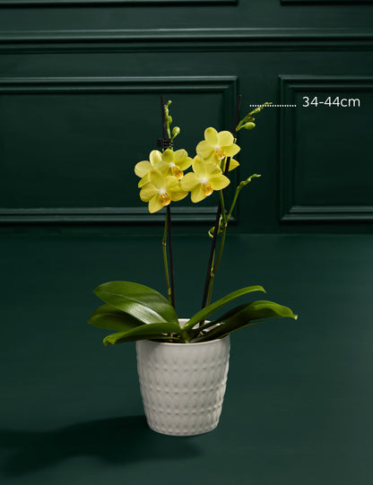 Yellow Orchid with Blondie S'Mores Fudge