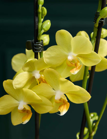 Yellow Orchid with Blondie S'Mores Fudge