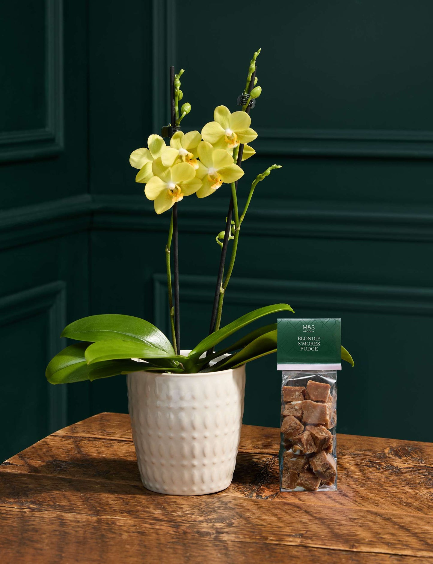 Yellow Orchid with Blondie S'Mores Fudge